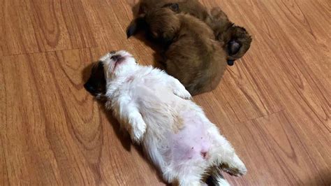 paningning|dog sleeping on back meme.